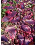 Бук лісовий Пурпуреа Триколор | Fagus sylvatica Purpurea Tricolor | Бук лесной Атропуницеа Пурпуреа